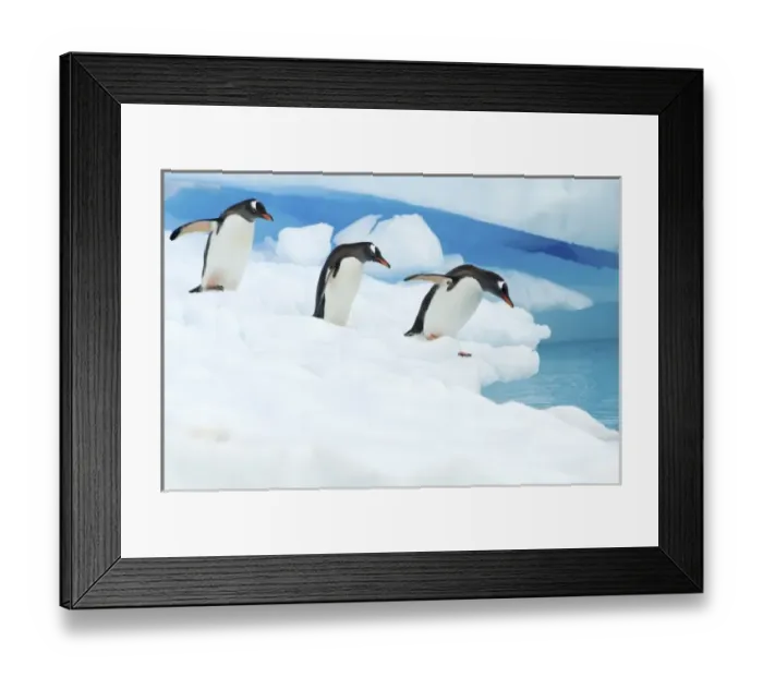 Framed Print : gentoo penguins, Pygoscelis Papua, jumping off glacial ice, western Antarctic Peninsula Framed Print : gentoo penguins, Pygoscelis Papua, jumping off glacial ice, western Antarctic Peninsula