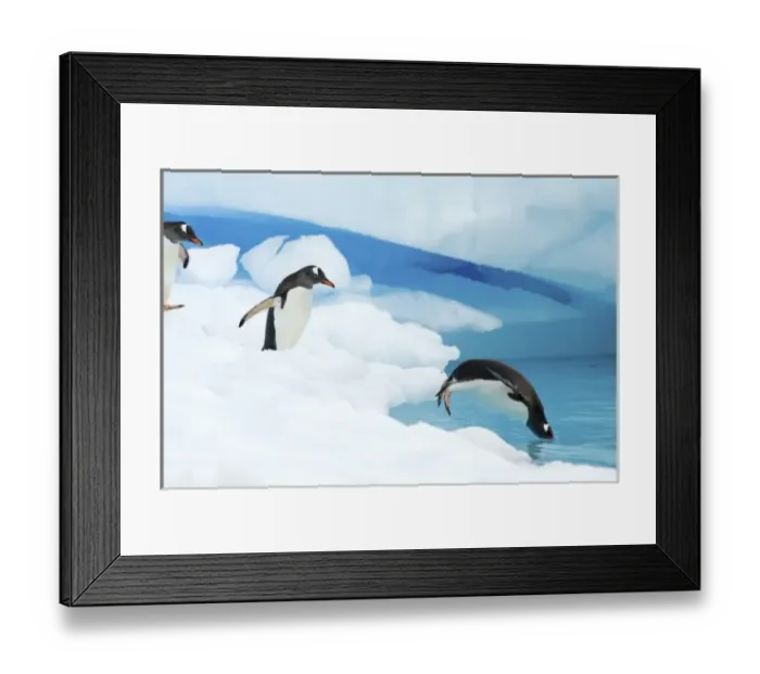 Framed Print : Gentoo penguins, Pygoscelis Papua, jumping off glacial ice, western Antarctic Peninsula