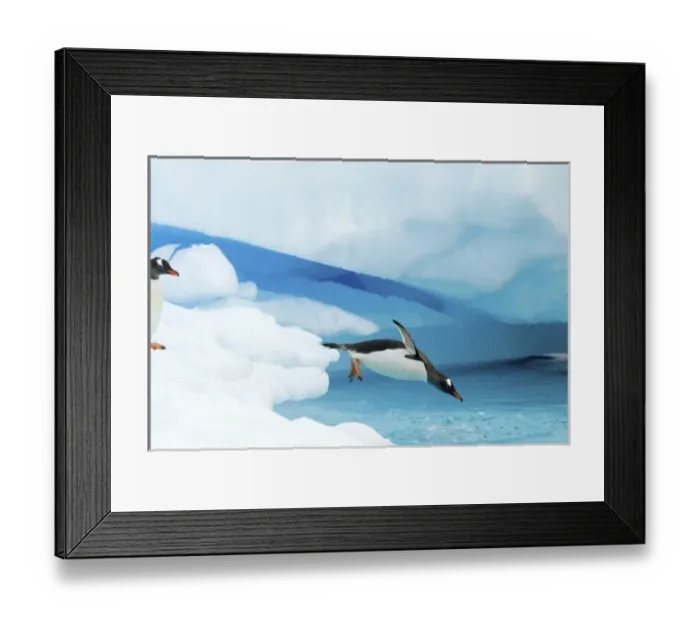 Framed Print : gentoo penguin, Pygoscelis Papua, jumping off an iceberg, western Antarctic Peninsula Framed Print : gentoo penguin, Pygoscelis Papua, jumping off an iceberg, western Antarctic Peninsula