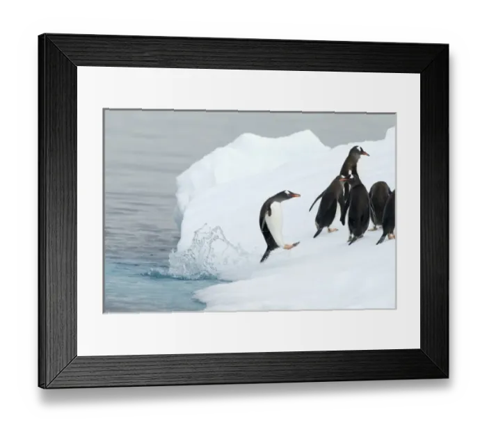 Framed Print : gentoo penguins, Pygoscelis Papua, jumping onto glacial ice, western Antarctic Peninsula