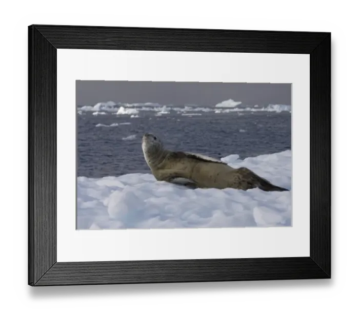 Framed Print : leopard seal, Hydrurga leptonyx, resting on a glacial ice, off the western Antarctic Peninsula Framed Print : leopard seal, Hydrurga leptonyx, resting on a glacial ice, off the western Antarctic Peninsula