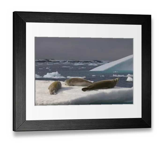 Framed Print : crabeater seals, Lobodon carcinophaga, resting on glacial ice along the western Antarctic Peninsula Framed Print : crabeater seals, Lobodon carcinophaga, resting on glacial ice along the western Antarctic Peninsula