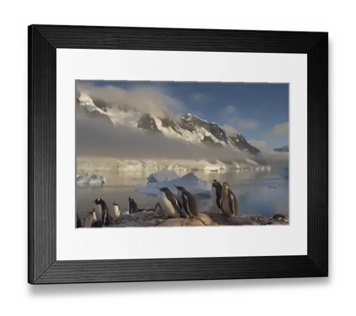 Framed Print : gentoo penguin, Pygoscelis Papua, colony along the western Antarctic Peninsula, Antarctica Framed Print : gentoo penguin, Pygoscelis Papua, colony along the western Antarctic Peninsula, Antarctica