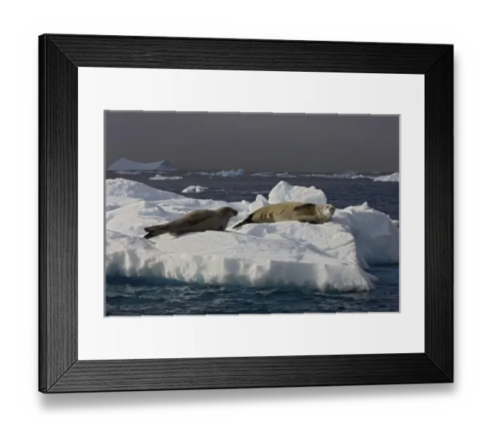 Framed Print : crabeater seal, Lobodon carcinophaga, pair resting on glacial ice along the western Framed Print : crabeater seal, Lobodon carcinophaga, pair resting on glacial ice along the western