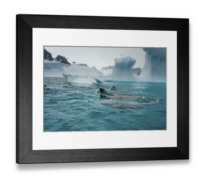 Framed Print : crabeater seals, Lobodon carcinophaga, feeding on a school of krill in waters off