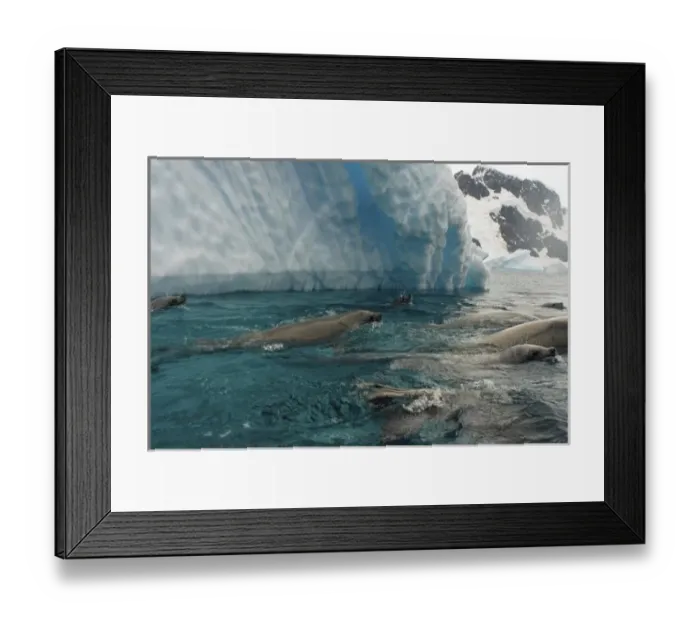 Framed Print : crabeater seals, Lobodon carcinophaga, feeding on a school of krill in waters off Framed Print : crabeater seals, Lobodon carcinophaga, feeding on a school of krill in waters off