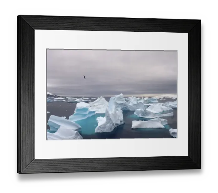 Framed Print : icebergs floating off the western Antarctic peninsula, Antarctica, Southern Ocean Framed Print : icebergs floating off the western Antarctic peninsula, Antarctica, Southern Ocean