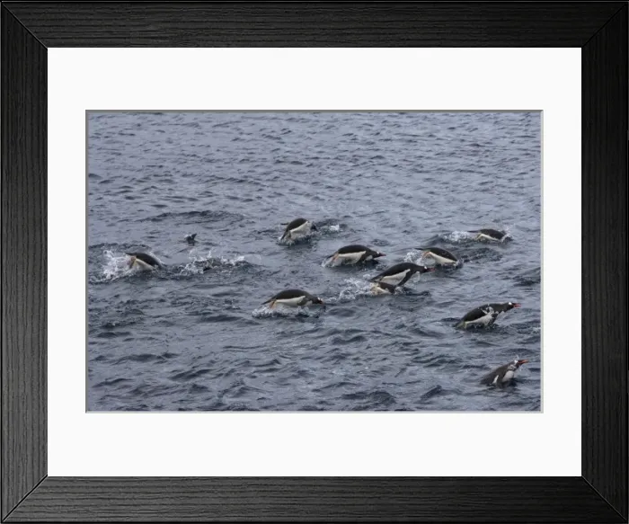 Framed Print : gentoo penguins, Pygoscelis Papua, swimming in waters off the western Antarctic Peninsula Framed Print : gentoo penguins, Pygoscelis Papua, swimming in waters off the western Antarctic Peninsula