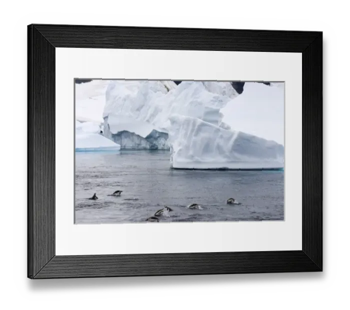 Framed Print : gentoo penguins, Pygoscelis Papua, swimming in waters off the western Antarctic Peninsula Framed Print : gentoo penguins, Pygoscelis Papua, swimming in waters off the western Antarctic Peninsula