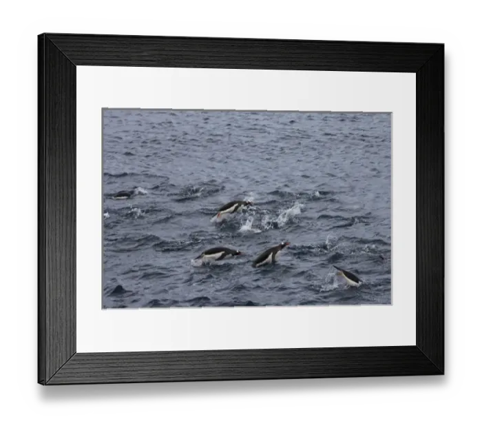 Framed Print : gentoo penguins, Pygoscelis Papua, swimming in waters off the western Antarctic Peninsula Framed Print : gentoo penguins, Pygoscelis Papua, swimming in waters off the western Antarctic Peninsula