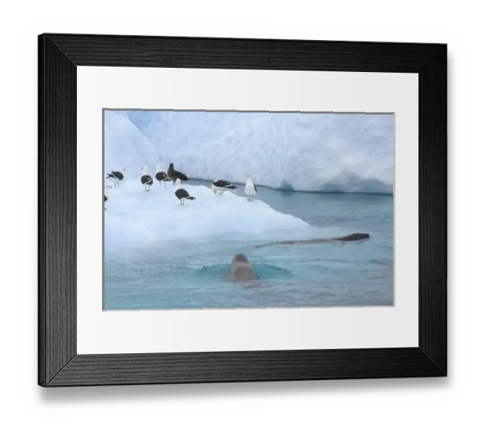 Framed Print : crabeater seals, Lobodon carcinophaga, and seagulls feeding on a school of krill