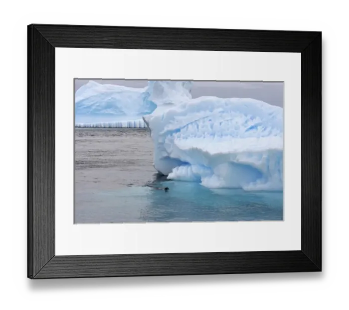 Framed Print : Leopard seal, Hydrurga leptonyx, in waters off the western Antarctic Peninsula, Antarctica