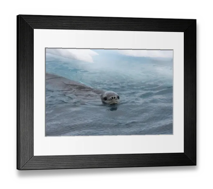 Framed Print : Leopard seal, Hydrurga leptonyx, in waters off the western Antarctic Peninsula, Antarctica Framed Print : Leopard seal, Hydrurga leptonyx, in waters off the western Antarctic Peninsula, Antarctica