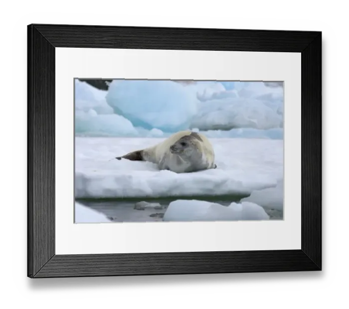 Framed Print : crabeater seal, Lobodon carcinophaga, resting on a saltwater pan of sea ice, off Framed Print : crabeater seal, Lobodon carcinophaga, resting on a saltwater pan of sea ice, off
