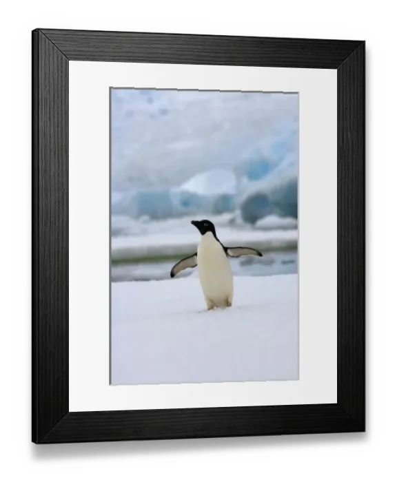 Framed Print : adelie penguin, Pygoscelis Adeliae, on sea ice along the western Antarctic Peninsula Framed Print : adelie penguin, Pygoscelis Adeliae, on sea ice along the western Antarctic Peninsula