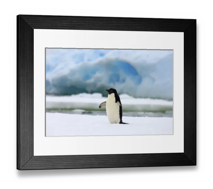 Framed Print : adelie penguin, Pygoscelis Adeliae, on sea ice along the western Antarctic Peninsula Framed Print : adelie penguin, Pygoscelis Adeliae, on sea ice along the western Antarctic Peninsula