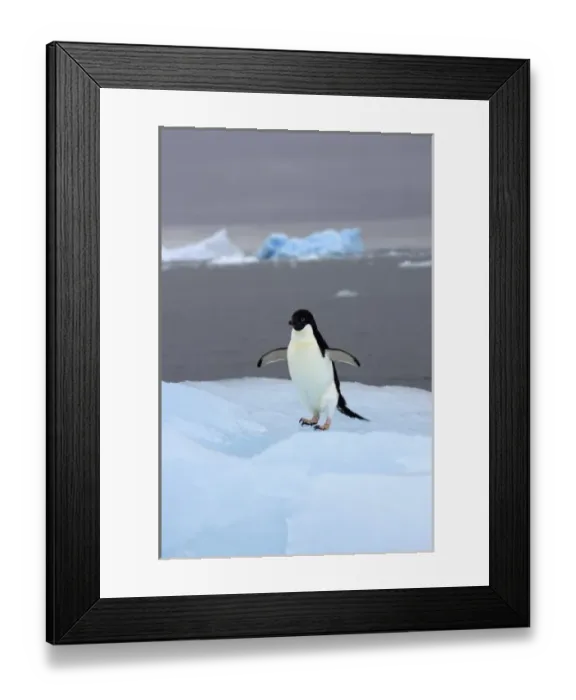 Framed Print : adelie penguin, Pygoscelis Adeliae, on glacial ice along the western Antarctic Peninsula Framed Print : adelie penguin, Pygoscelis Adeliae, on glacial ice along the western Antarctic Peninsula