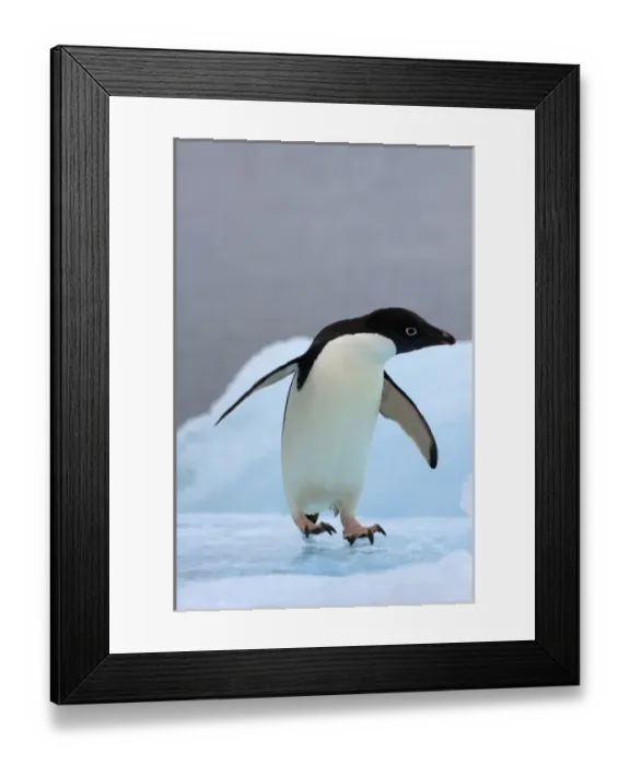 Framed Print : adelie penguin, Pygoscelis Adeliae, on glacial ice along the western Antarctic Peninsula Framed Print : adelie penguin, Pygoscelis Adeliae, on glacial ice along the western Antarctic Peninsula