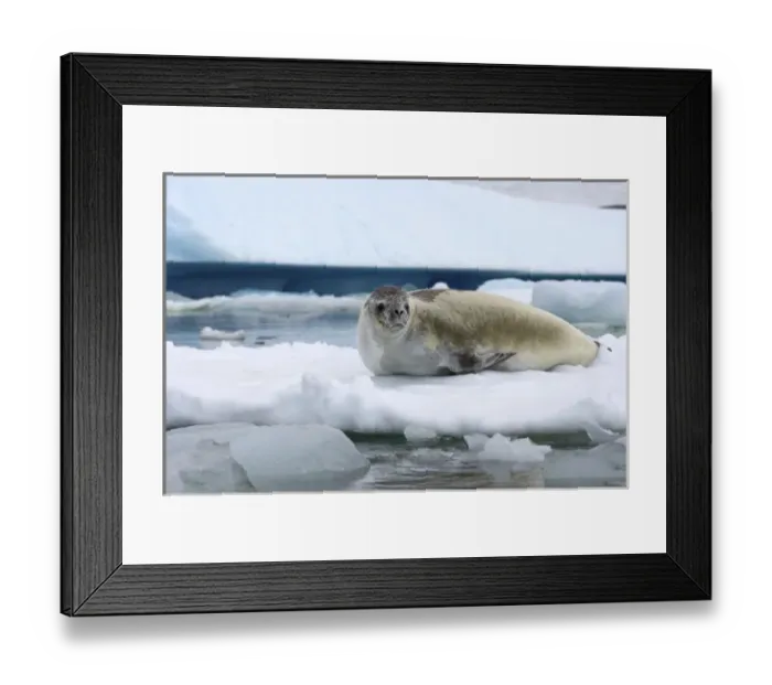 Framed Print : crabeater seal, Lobodon carcinophaga, resting on a saltwater pan of sea ice, off