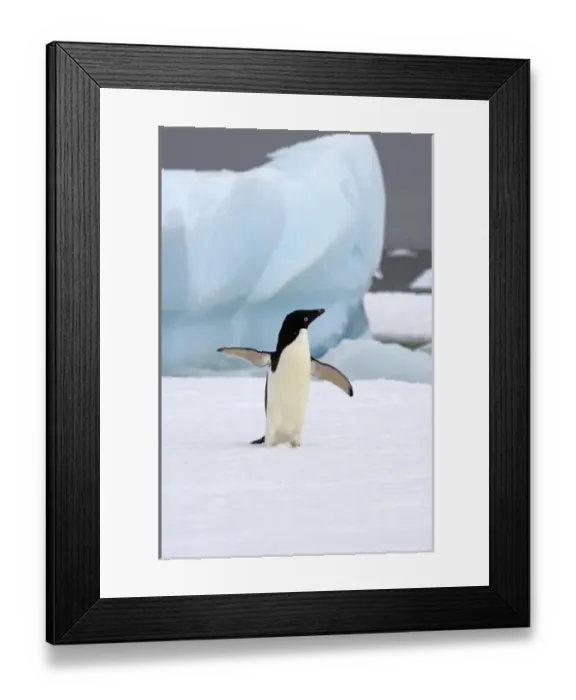 Framed Print : adelie penguin, Pygoscelis Adeliae, on sea ice along the western Antarctic Peninsula Framed Print : adelie penguin, Pygoscelis Adeliae, on sea ice along the western Antarctic Peninsula