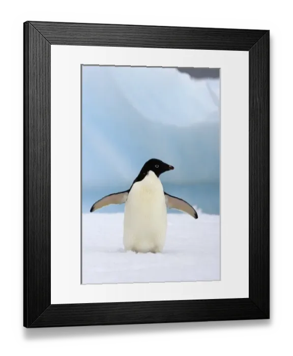 Framed Print : adelie penguin, Pygoscelis Adeliae, on sea ice along the western Antarctic Peninsula Framed Print : adelie penguin, Pygoscelis Adeliae, on sea ice along the western Antarctic Peninsula