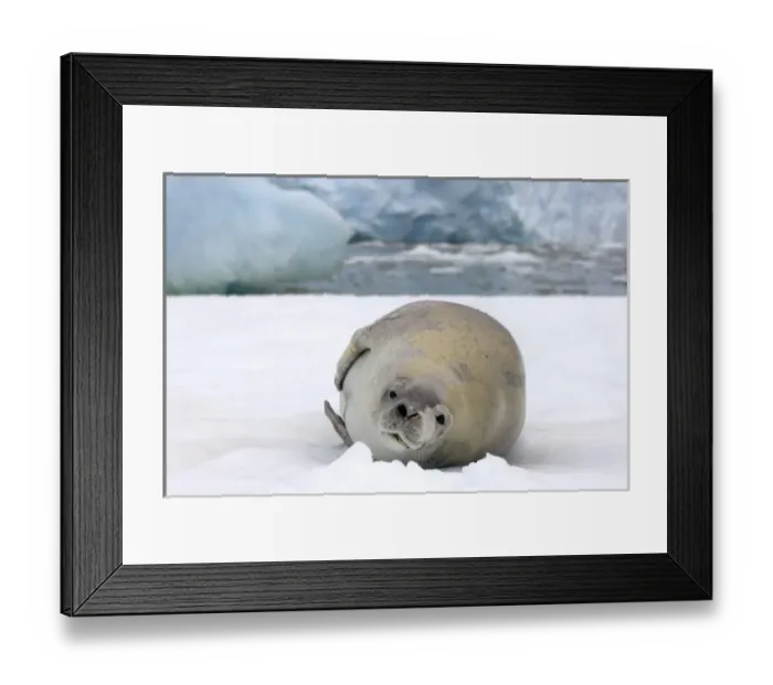 Framed Print : crabeater seal, Lobodon carcinophaga, resting on a saltwater pan of sea ice, off
