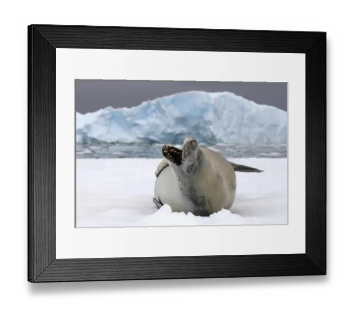 Framed Print : crabeater seal, Lobodon carcinophaga, resting on a saltwater pan of sea ice, off