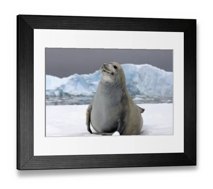 Framed Print : crabeater seal, Lobodon carcinophaga, resting on a saltwater pan of sea ice, off