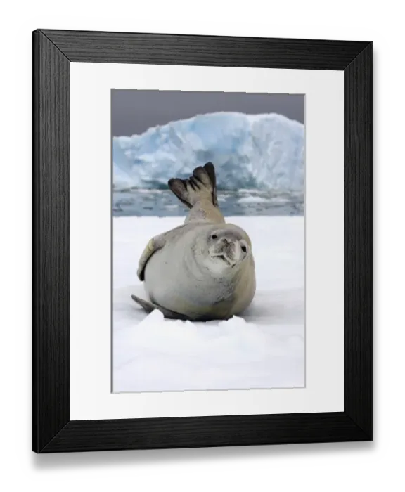 Framed Print : crabeater seal, Lobodon carcinophaga, resting on a saltwater pan of sea ice, off Framed Print : crabeater seal, Lobodon carcinophaga, resting on a saltwater pan of sea ice, off