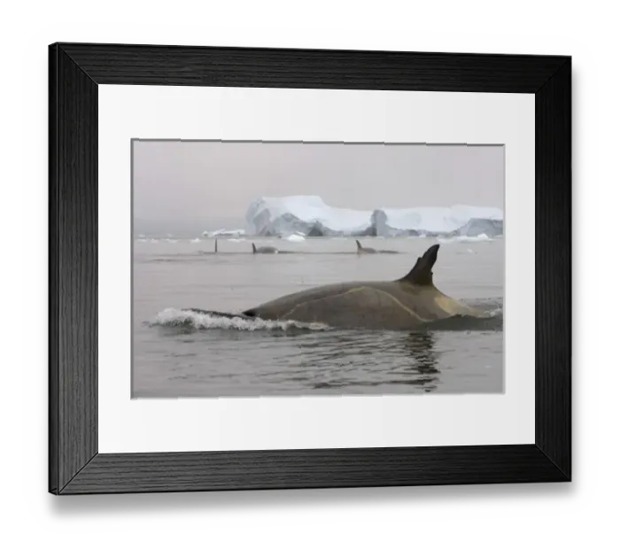 Framed Print : killer whales (orcas), Orcinus orca, pod traveling in waters off the western Antarctic Peninsula