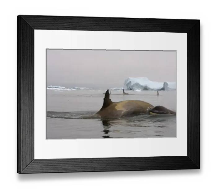 Framed Print : killer whales (orcas), Orcinus orca, pod traveling in waters off the western Antarctic Peninsula Framed Print : killer whales (orcas), Orcinus orca, pod traveling in waters off the western Antarctic Peninsula