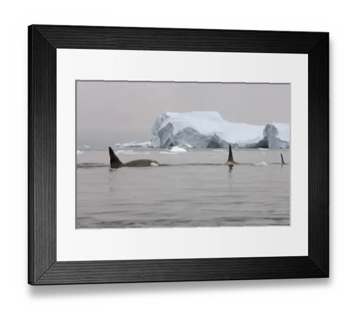 Framed Print : killer whales (orcas), Orcinus orca, pod traveling in waters off the western Antarctic Peninsula Framed Print : killer whales (orcas), Orcinus orca, pod traveling in waters off the western Antarctic Peninsula
