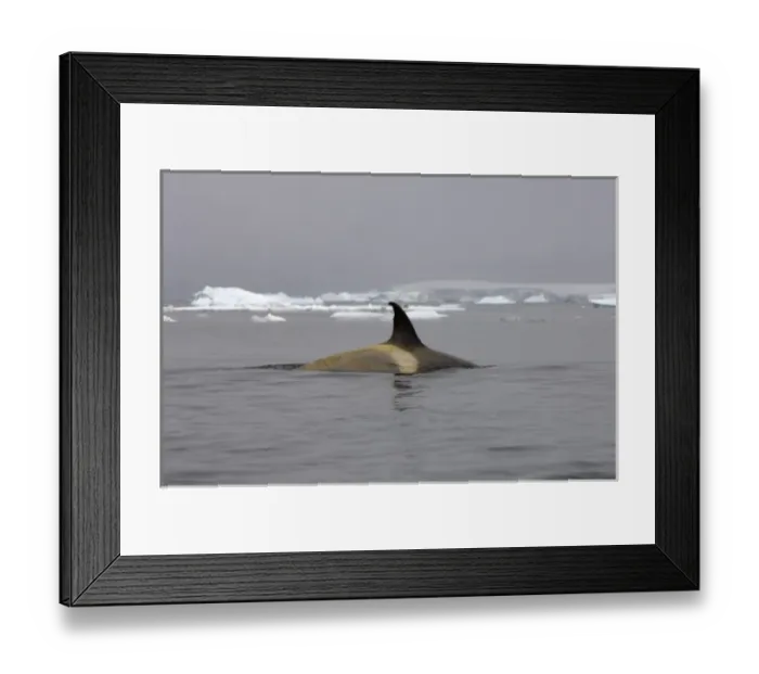 Framed Print : killer whale (orca), Orcinus orca, in the waters off the western Antarctic Peninsula Framed Print : killer whale (orca), Orcinus orca, in the waters off the western Antarctic Peninsula