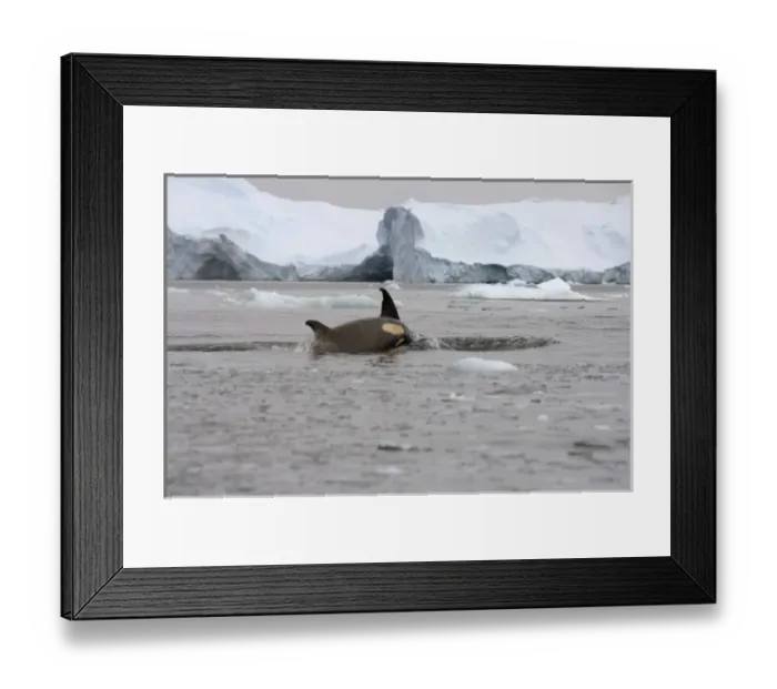 Framed Print : killer whale (orca), Orcinus orca, cow with calf in the waters off the western Antarctic Peninsula Framed Print : killer whale (orca), Orcinus orca, cow with calf in the waters off the western Antarctic Peninsula