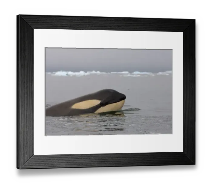 Framed Print : killer whale (orca), Orcinus orca, in the waters off the western Antarctic Peninsula Framed Print : killer whale (orca), Orcinus orca, in the waters off the western Antarctic Peninsula