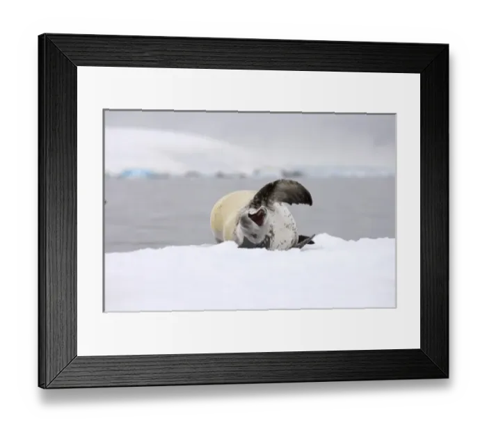 Framed Print : crabeater seal, Lobodon carcinophaga, resting on a saltwater pan of sea ice, off