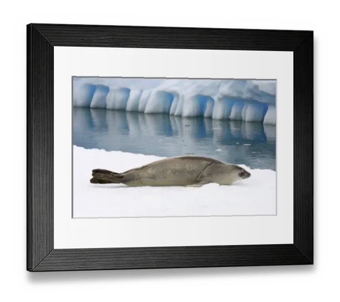 Framed Print : crabeater seal, Lobodon carcinophaga, resting on a saltwater pan of sea ice, off