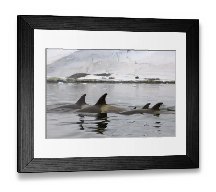 Framed Print : killer whales (orcas), Orcinus orca, pod traveling in waters off the western Antarctic Peninsula Framed Print : killer whales (orcas), Orcinus orca, pod traveling in waters off the western Antarctic Peninsula