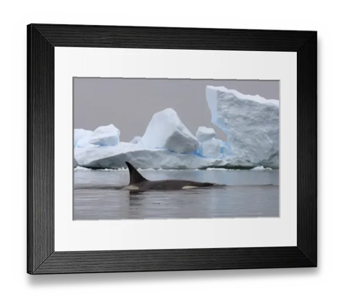 Framed Print : killer whale (orca), Orcinus orca, in the waters off the western Antarctic Peninsula Framed Print : killer whale (orca), Orcinus orca, in the waters off the western Antarctic Peninsula