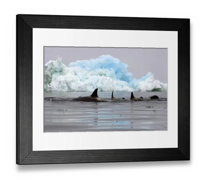 Framed Print : killer whales (orcas), Orcinus orca, pod traveling in waters off the western Antarctic Peninsula Framed Print : killer whales (orcas), Orcinus orca, pod traveling in waters off the western Antarctic Peninsula