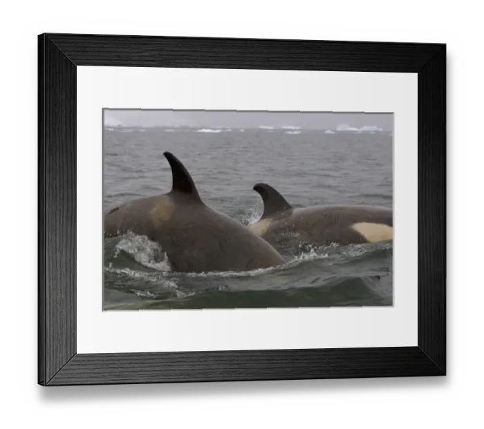 Framed Print : killer whales (orcas), Orcinus orca, pod traveling in waters off the western Antarctic Peninsula Framed Print : killer whales (orcas), Orcinus orca, pod traveling in waters off the western Antarctic Peninsula