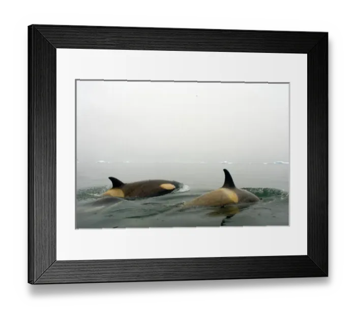Framed Print : killer whales (orcas), Orcinus orca, pod traveling in waters off the western Antarctic Peninsula