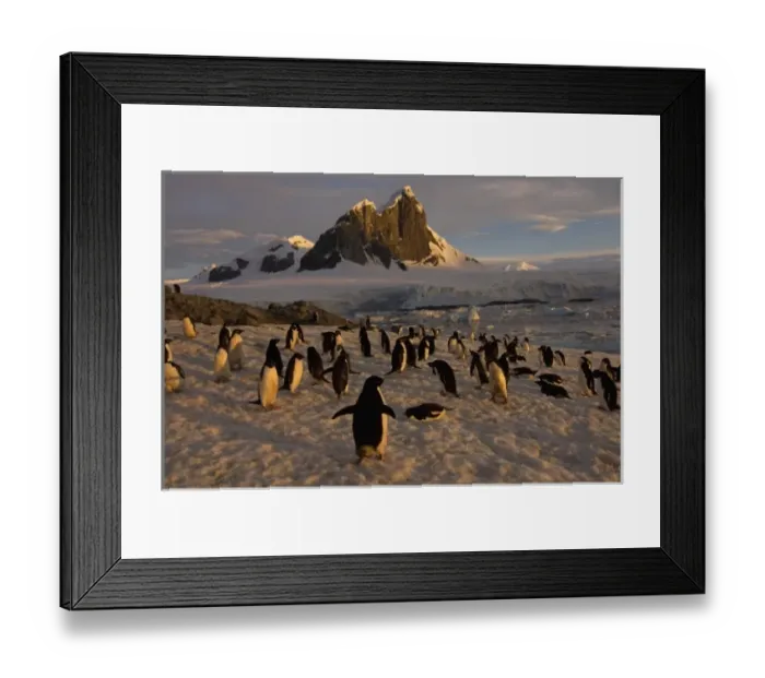Framed Print : adelie penguin, Pygoscelis Adeliae, colony along the western Antarctic Peninsula Framed Print : adelie penguin, Pygoscelis Adeliae, colony along the western Antarctic Peninsula
