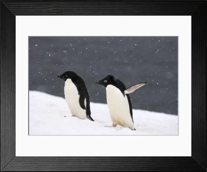 Framed Print : adelie penguins, Pygoscelis Adeliae, in falling snow along the western Antarctic Peninsula Framed Print : adelie penguins, Pygoscelis Adeliae, in falling snow along the western Antarctic Peninsula