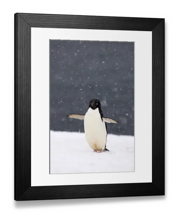 Framed Print : adelie penguin, Pygoscelis Adeliae, in falling snow along the western Antarctic Peninsula
