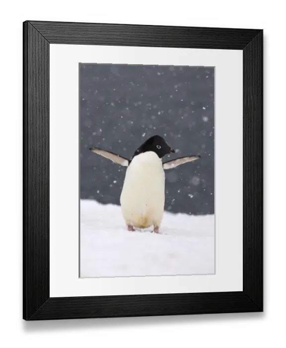 Framed Print : adelie penguin, Pygoscelis Adeliae, in falling snow along the western Antarctic Peninsula Framed Print : adelie penguin, Pygoscelis Adeliae, in falling snow along the western Antarctic Peninsula