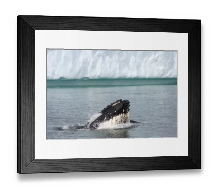 Framed Print : humpback whale, Megaptera novaeangliae, feeding in the waters off the western Antarctic Peninsula