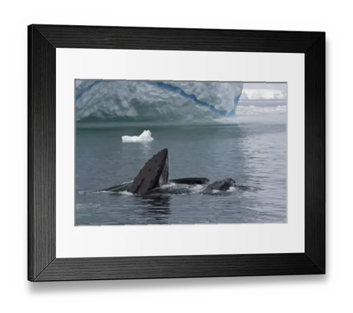Framed Print : humpback whale, Megaptera novaeangliae, pair feeding in the waters off the western
