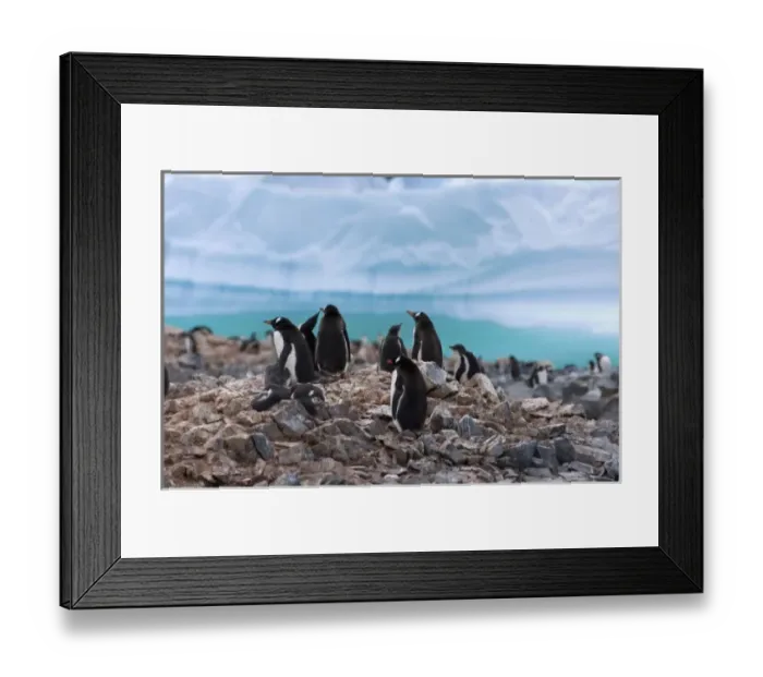 Framed Print : gentoo penguin, Pygoscelis Papua, colony along the western Antarctic Peninsula, Antarctica Framed Print : gentoo penguin, Pygoscelis Papua, colony along the western Antarctic Peninsula, Antarctica