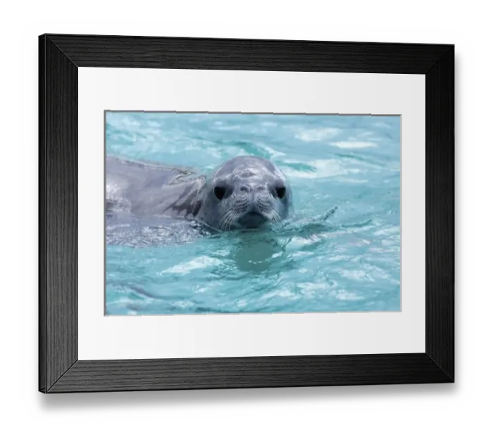 Framed Print : crabeater seal, Lobodon carcinophaga, in waters off the western Antarctic Peninsula Framed Print : crabeater seal, Lobodon carcinophaga, in waters off the western Antarctic Peninsula